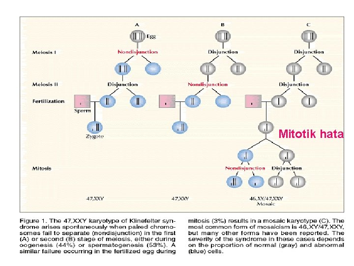 Mitotik hata 