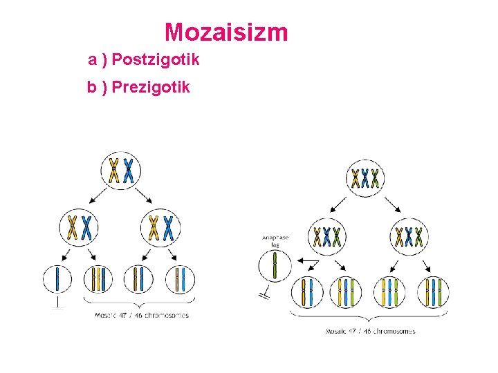 Mozaisizm a ) Postzigotik b ) Prezigotik 