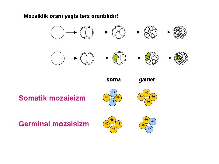 Mozaiklik oranı yaşla ters orantılıdır! soma Somatik mozaisizm Germinal mozaisizm gamet 