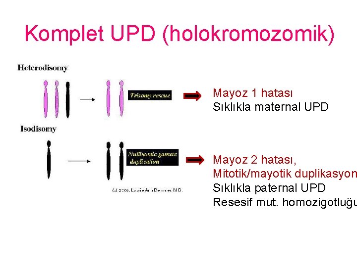 Komplet UPD (holokromozomik) Mayoz 1 hatası Sıklıkla maternal UPD Mayoz 2 hatası, Mitotik/mayotik duplikasyon