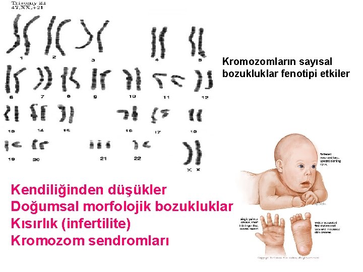 Kromozomların sayısal bozukluklar fenotipi etkiler Kendiliğinden düşükler Doğumsal morfolojik bozukluklar Kısırlık (infertilite) Kromozom sendromları