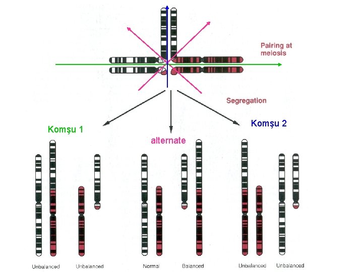 Komşu 2 Komşu 1 alternate 