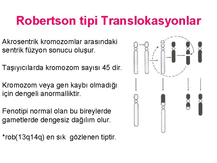 Robertson tipi Translokasyonlar Akrosentrik kromozomlar arasındaki sentrik füzyon sonucu oluşur. Taşıyıcılarda kromozom sayısı 45