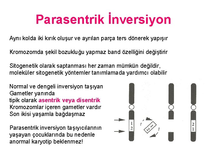 Parasentrik İnversiyon Aynı kolda iki kırık oluşur ve ayrılan parça ters dönerek yapışır Kromozomda