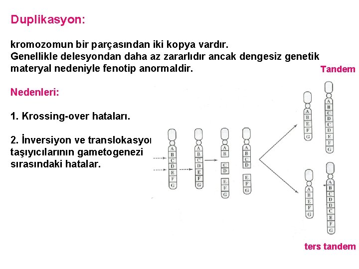 Duplikasyon: kromozomun bir parçasından iki kopya vardır. Genellikle delesyondan daha az zararlıdır ancak dengesiz