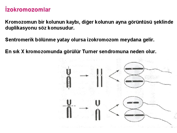 İzokromozomlar Kromozomun bir kolunun kaybı, diğer kolunun ayna görüntüsü şeklinde duplikasyonu söz konusudur. Sentromerik