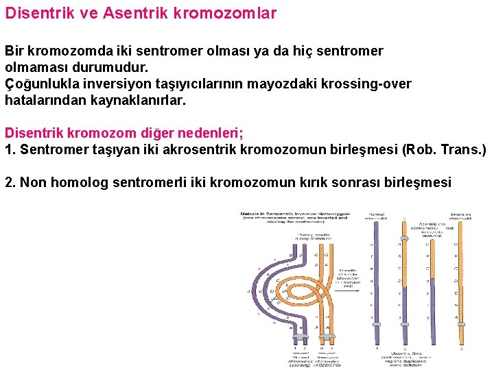 Disentrik ve Asentrik kromozomlar Bir kromozomda iki sentromer olması ya da hiç sentromer olmaması