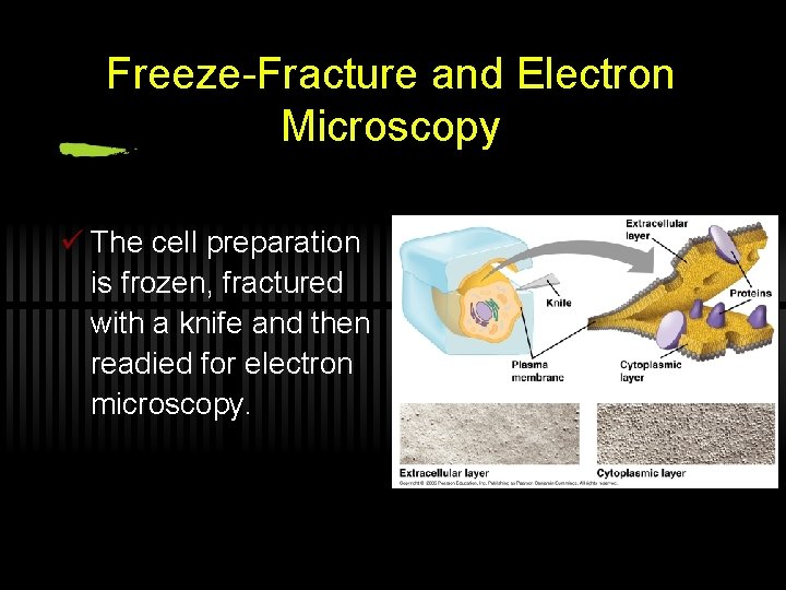 Freeze-Fracture and Electron Microscopy ü The cell preparation is frozen, fractured with a knife