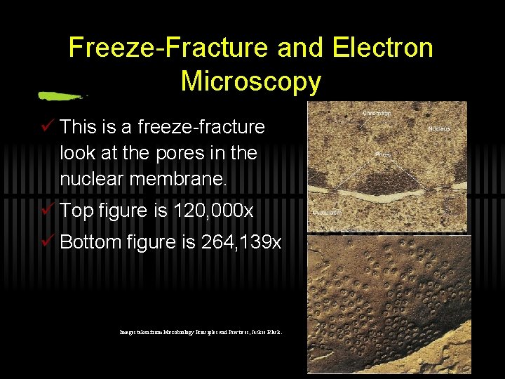 Freeze-Fracture and Electron Microscopy ü This is a freeze-fracture look at the pores in