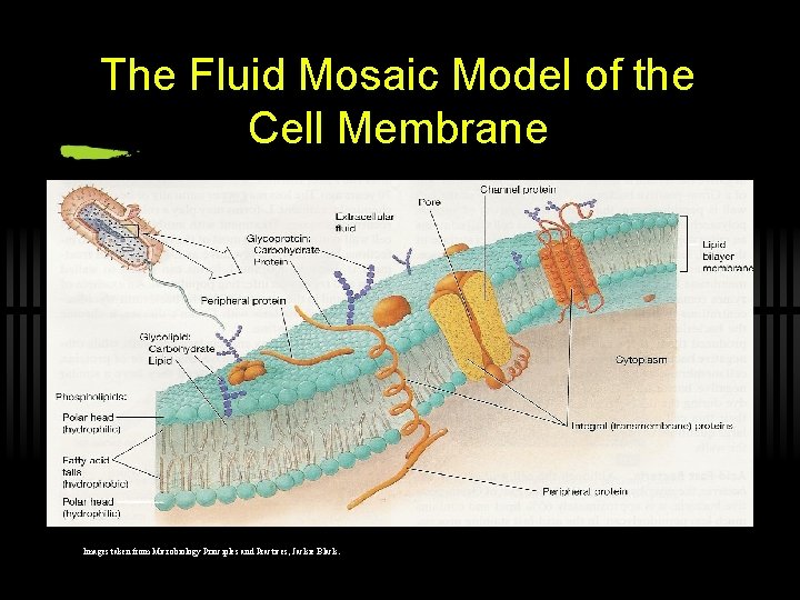 The Fluid Mosaic Model of the Cell Membrane Images taken from Microbiology Principles and