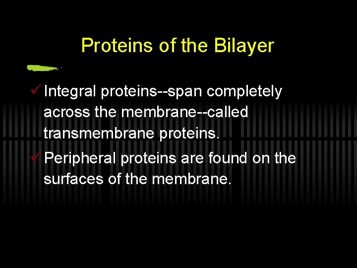 Proteins of the Bilayer ü Integral proteins--span completely across the membrane--called transmembrane proteins. ü