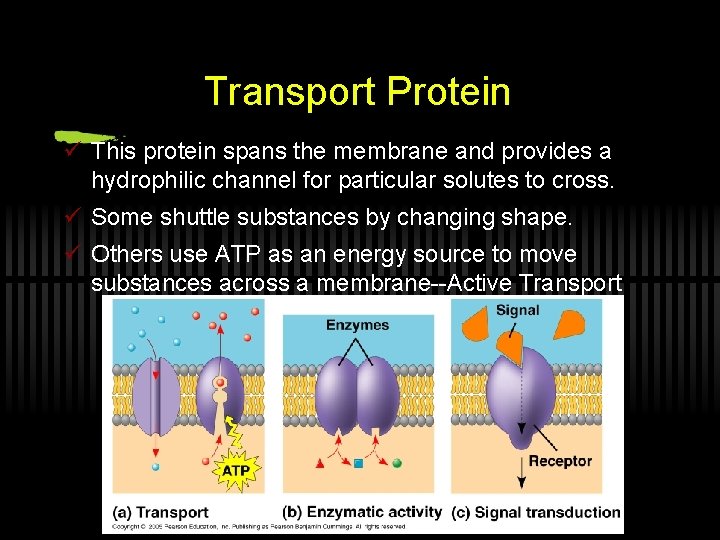 Transport Protein ü This protein spans the membrane and provides a hydrophilic channel for