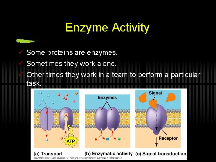 Enzyme Activity ü Some proteins are enzymes. ü Sometimes they work alone. ü Other