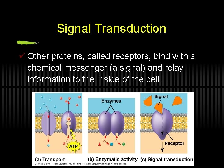 Signal Transduction ü Other proteins, called receptors, bind with a chemical messenger (a signal)