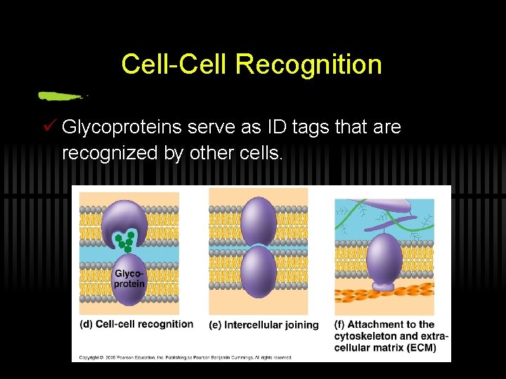 Cell-Cell Recognition ü Glycoproteins serve as ID tags that are recognized by other cells.