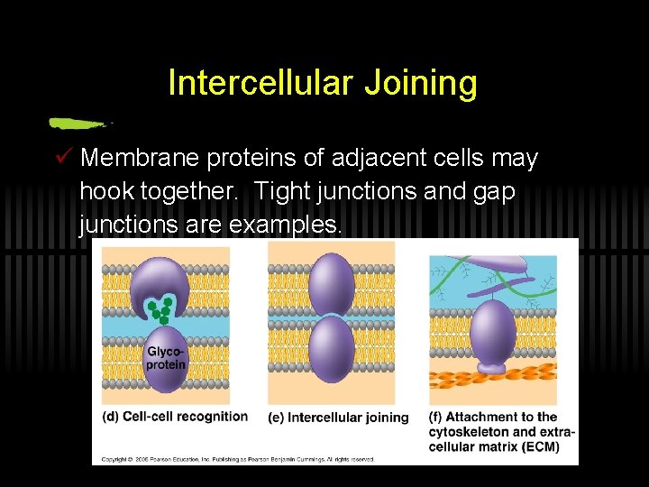 Intercellular Joining ü Membrane proteins of adjacent cells may hook together. Tight junctions and