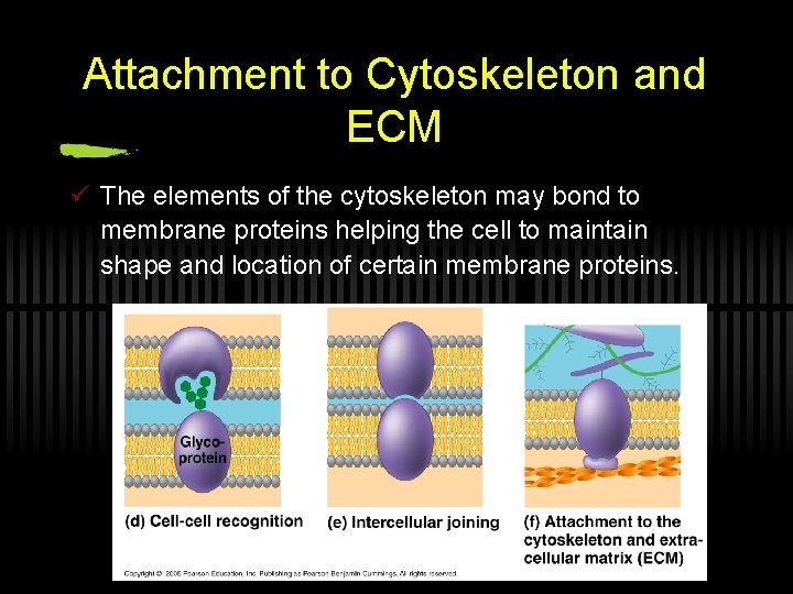 Attachment to Cytoskeleton and ECM ü The elements of the cytoskeleton may bond to
