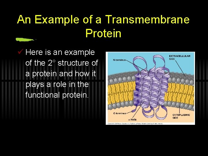 An Example of a Transmembrane Protein ü Here is an example of the 2°
