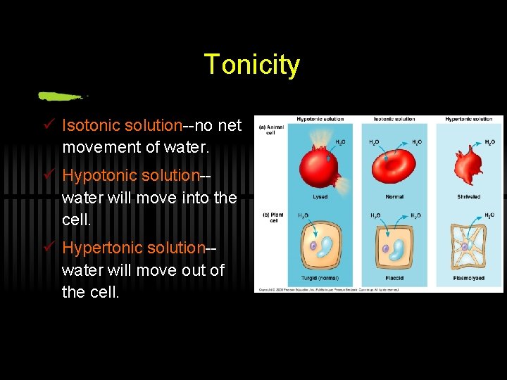 Tonicity ü Isotonic solution--no net movement of water. ü Hypotonic solution-water will move into