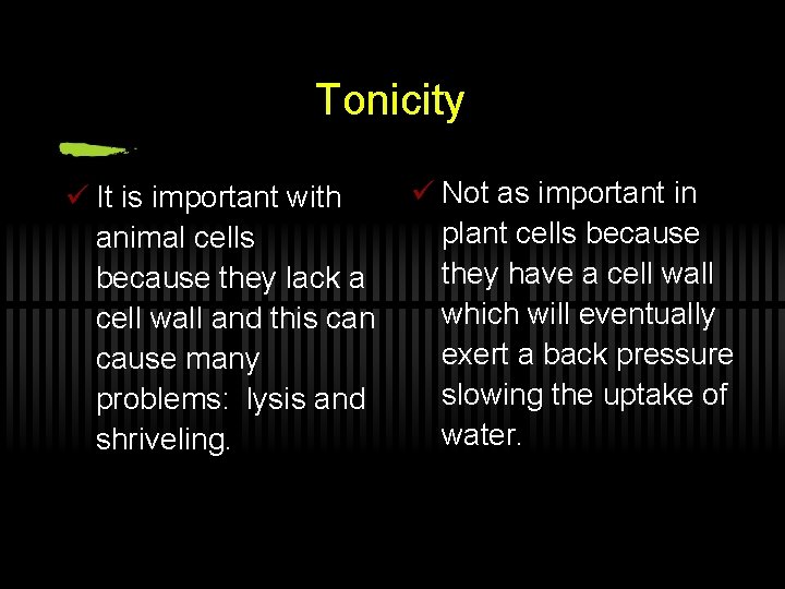 Tonicity ü It is important with animal cells because they lack a cell wall