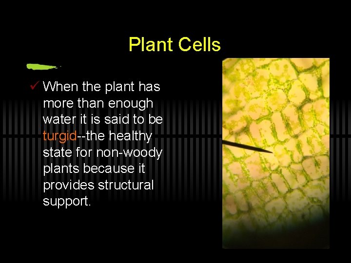 Plant Cells ü When the plant has more than enough water it is said