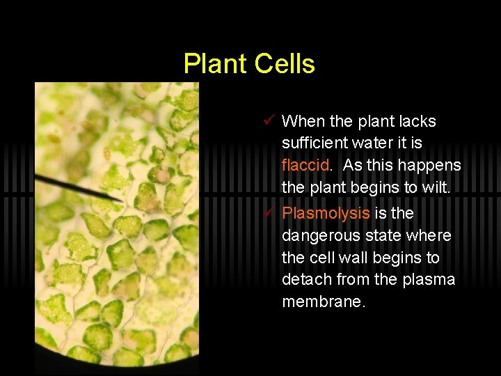 Plant Cells ü When the plant lacks sufficient water it is flaccid. As this