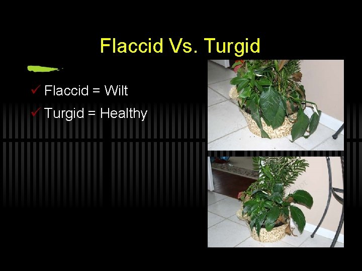 Flaccid Vs. Turgid ü Flaccid = Wilt ü Turgid = Healthy 