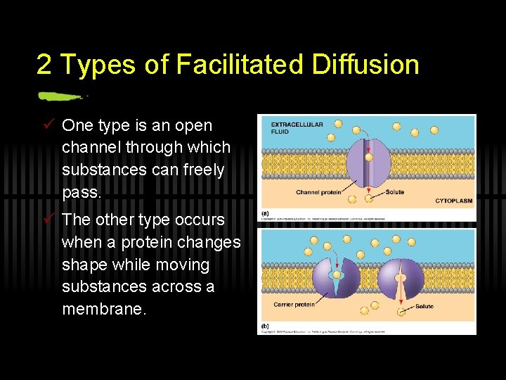 2 Types of Facilitated Diffusion ü One type is an open channel through which