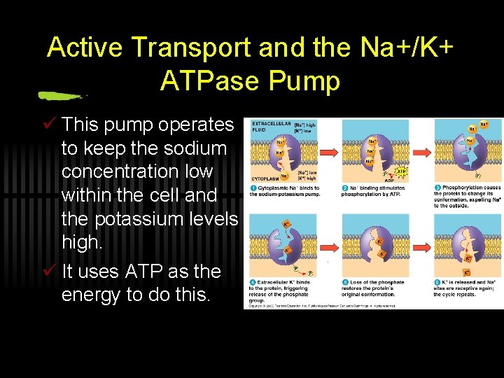 Active Transport and the Na+/K+ ATPase Pump ü This pump operates to keep the