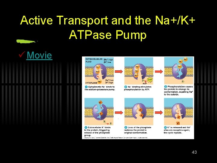 Active Transport and the Na+/K+ ATPase Pump ü Movie 43 
