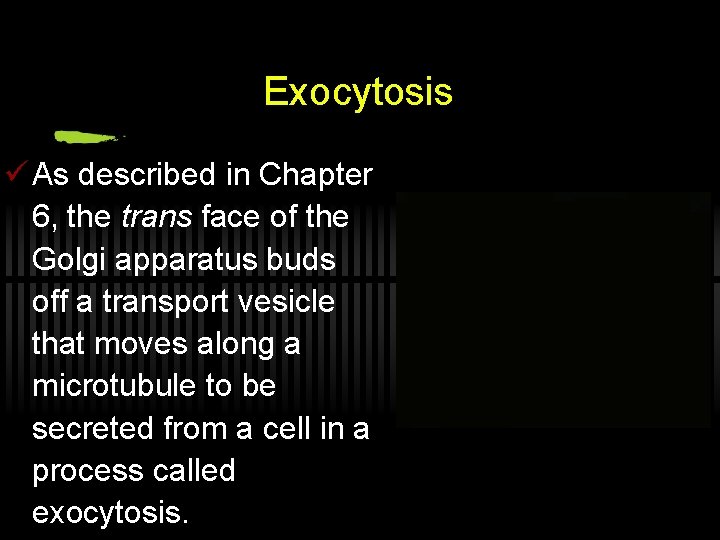 Exocytosis ü As described in Chapter 6, the trans face of the Golgi apparatus