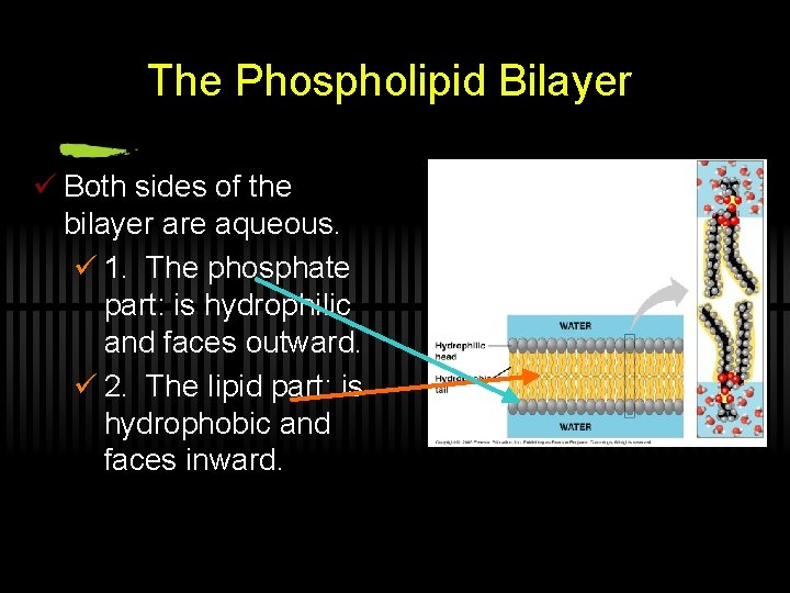 The Phospholipid Bilayer ü Both sides of the bilayer are aqueous. ü 1. The