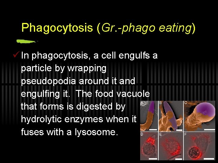 Phagocytosis (Gr. -phago eating) ü In phagocytosis, a cell engulfs a particle by wrapping