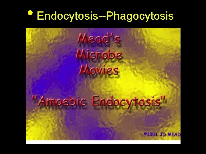  • Endocytosis--Phagocytosis 