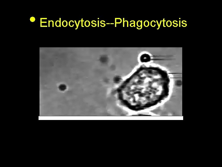  • Endocytosis--Phagocytosis 