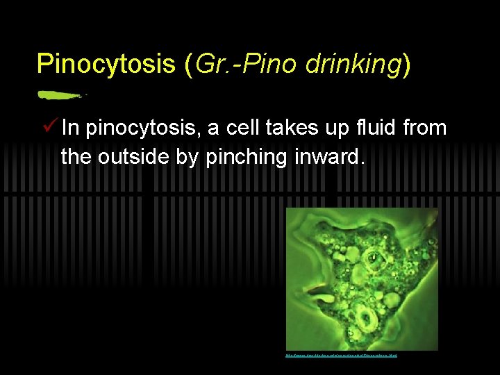Pinocytosis (Gr. -Pino drinking) ü In pinocytosis, a cell takes up fluid from the