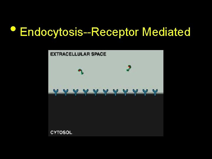  • Endocytosis--Receptor Mediated 