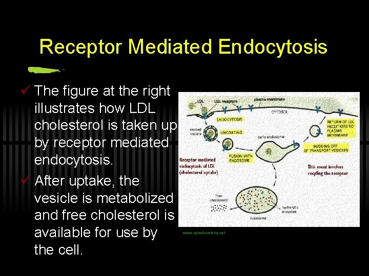 Receptor Mediated Endocytosis ü The figure at the right illustrates how LDL cholesterol is