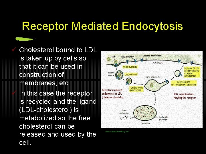 Receptor Mediated Endocytosis ü Cholesterol bound to LDL is taken up by cells so