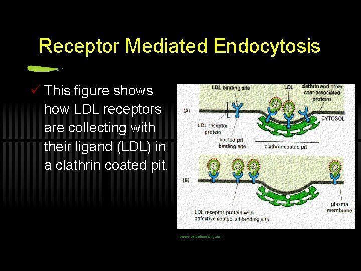 Receptor Mediated Endocytosis ü This figure shows how LDL receptors are collecting with their