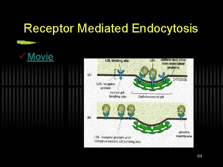 Receptor Mediated Endocytosis ü Movie 64 