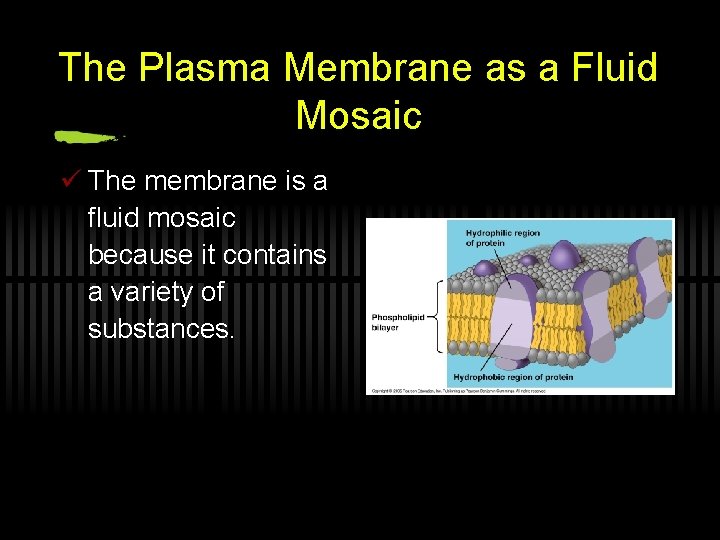 The Plasma Membrane as a Fluid Mosaic ü The membrane is a fluid mosaic