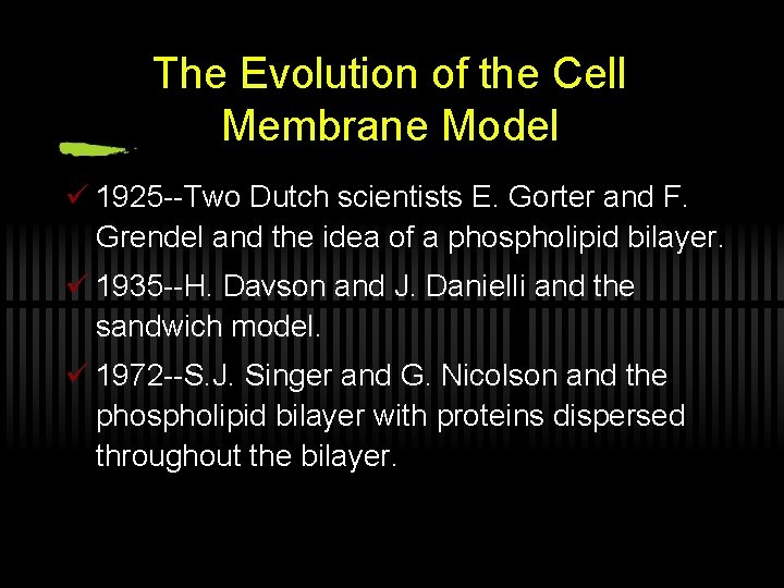 The Evolution of the Cell Membrane Model ü 1925 --Two Dutch scientists E. Gorter