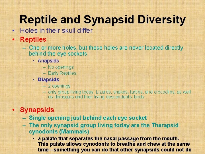 Reptile and Synapsid Diversity • Holes in their skull differ • Reptiles – One