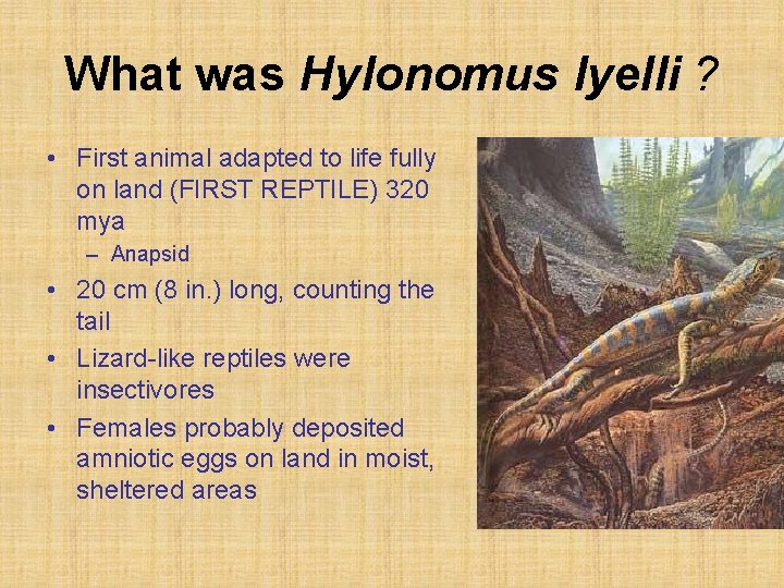 What was Hylonomus lyelli ? • First animal adapted to life fully on land