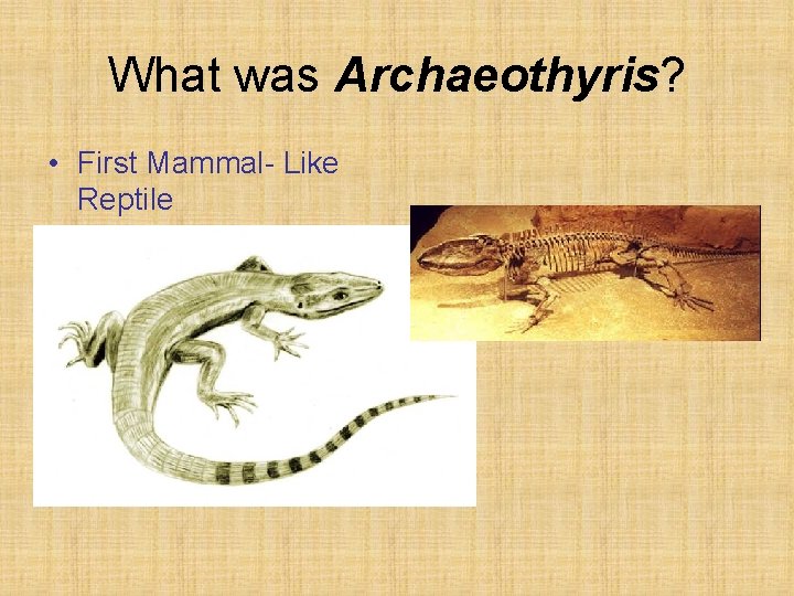 What was Archaeothyris? • First Mammal- Like Reptile 