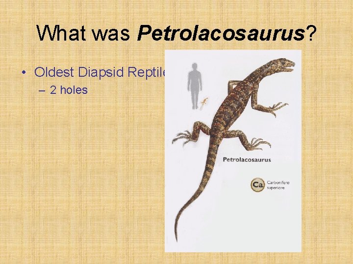 What was Petrolacosaurus? • Oldest Diapsid Reptile – 2 holes 