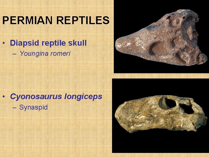 PERMIAN REPTILES • Diapsid reptile skull – Youngina romeri • Cyonosaurus longiceps – Synaspid