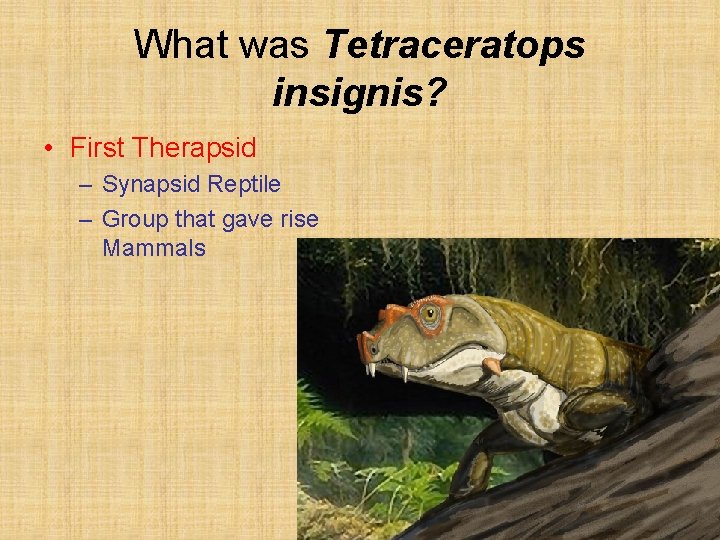 What was Tetraceratops insignis? • First Therapsid – Synapsid Reptile – Group that gave