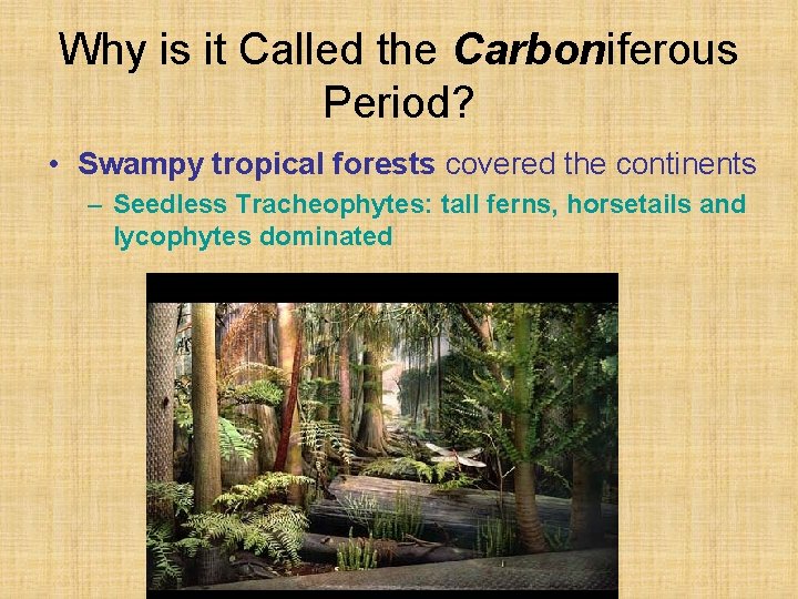 Why is it Called the Carboniferous Period? • Swampy tropical forests covered the continents
